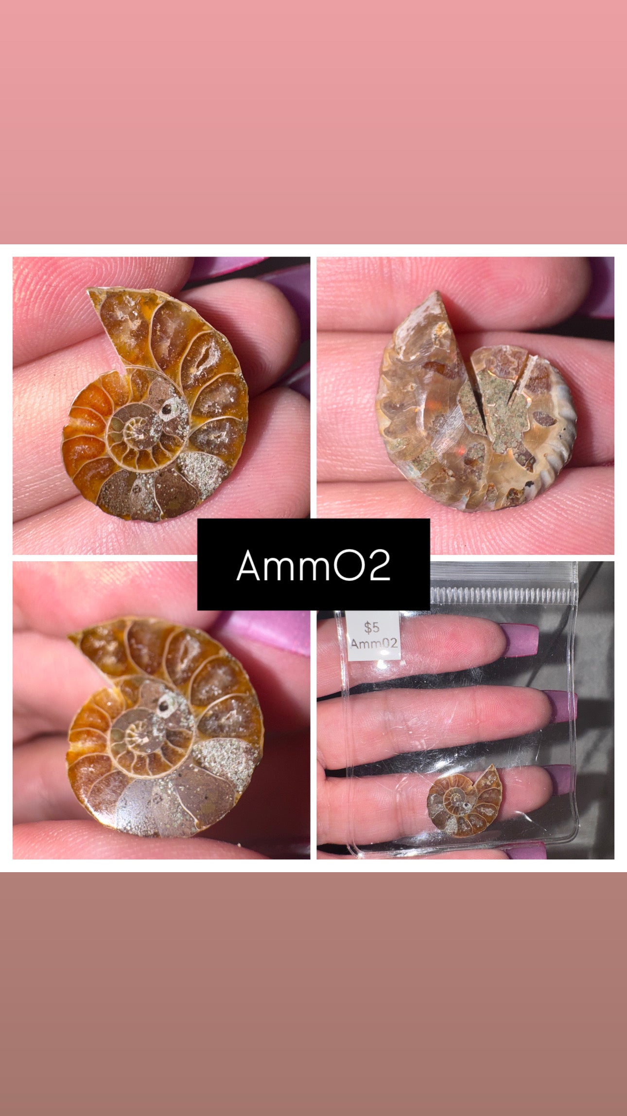 Ammonite Half