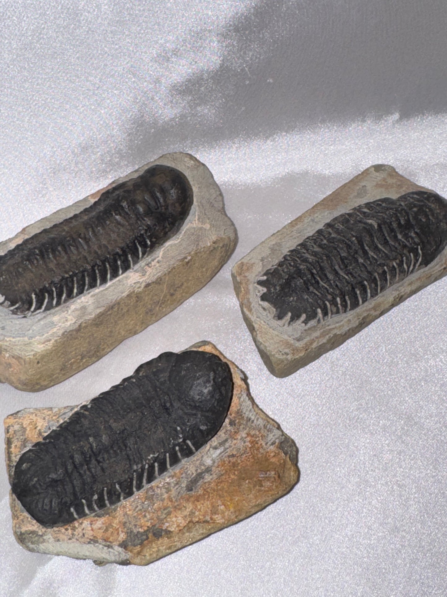 Orthocerra Fossil XL