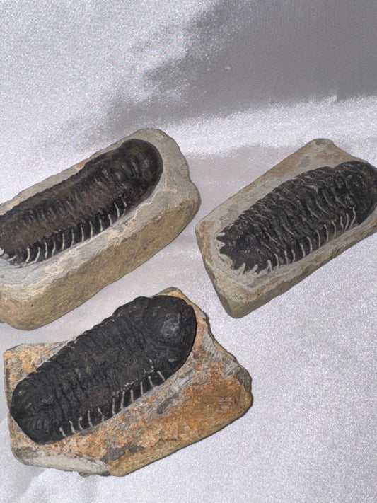 Orthocerra Fossil XL