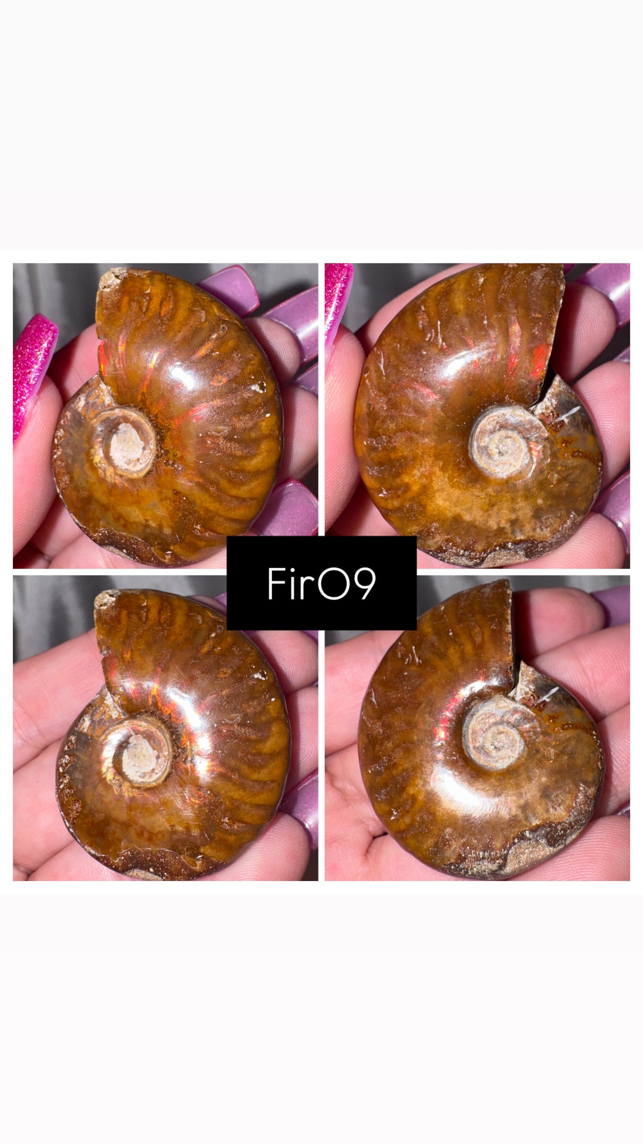 Fire Ammonite