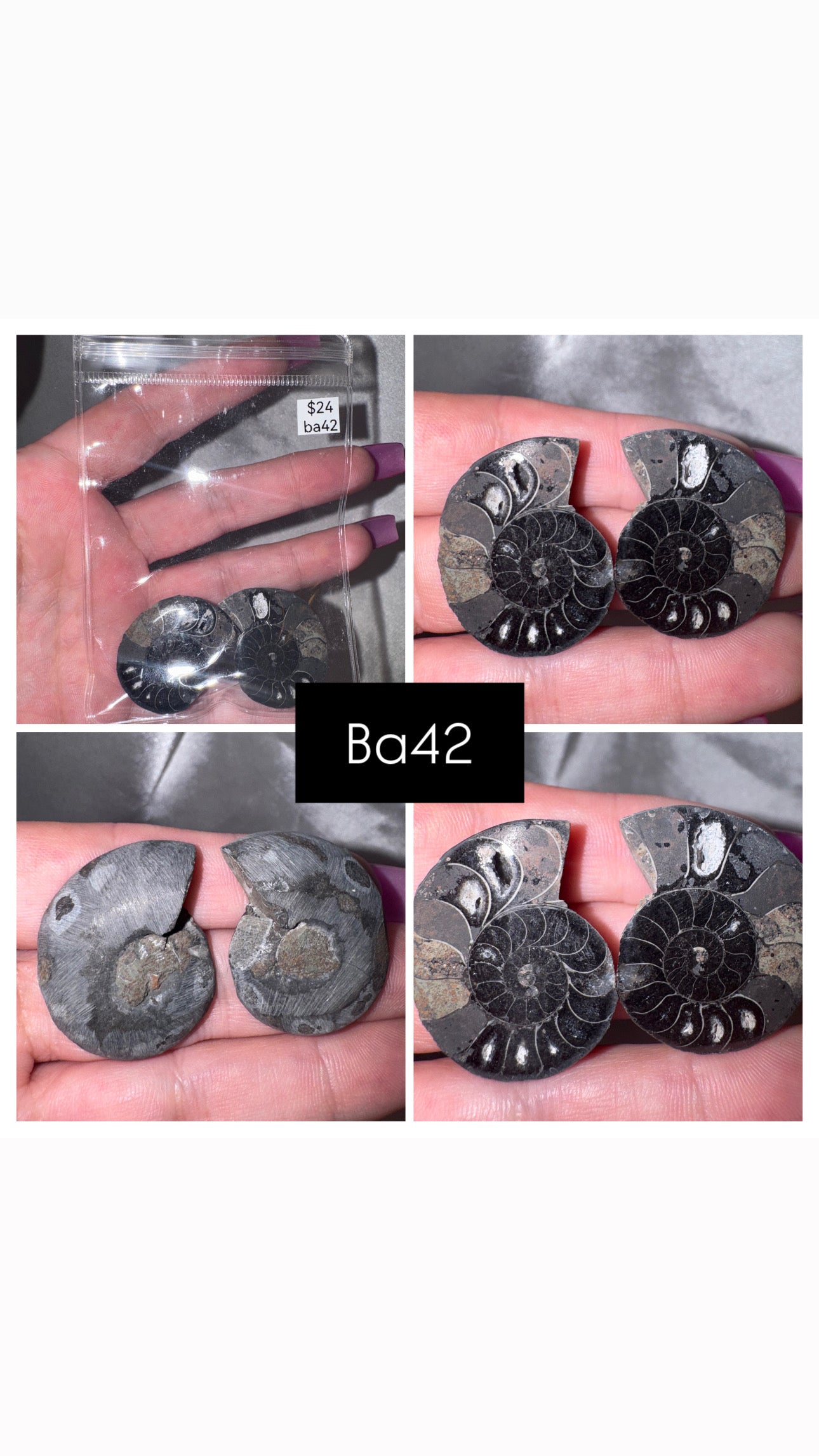 Black Ammonite Rare