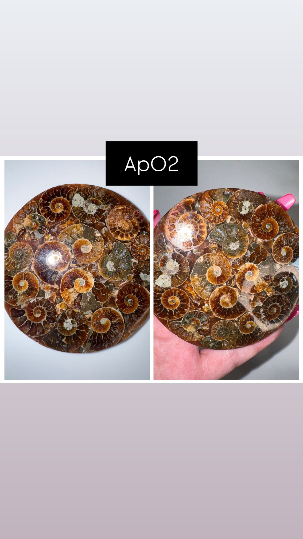 Ammonite Fossil Plate