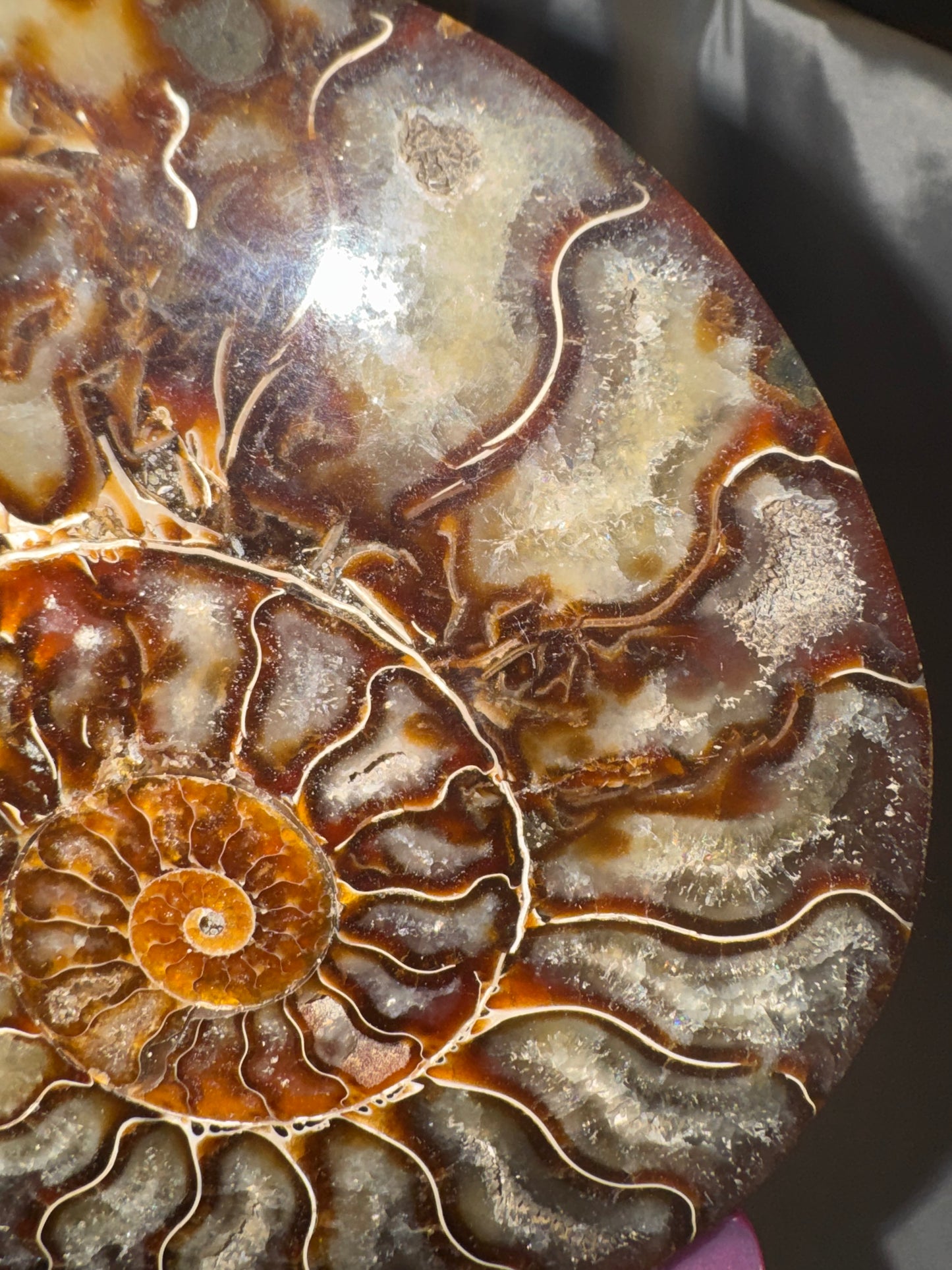 Ammonite XL