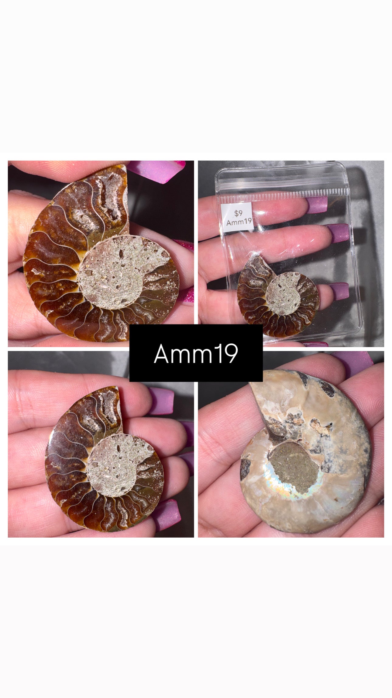 Ammonite Half