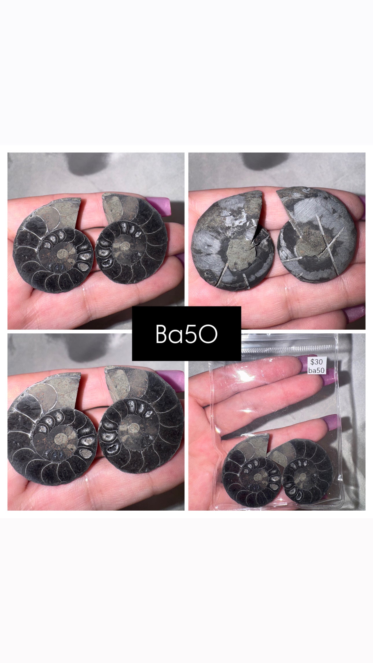 Black Ammonite Rare