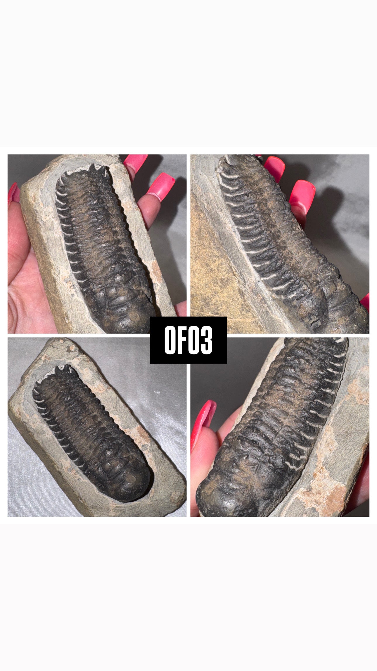 Orthocerra Fossil XL