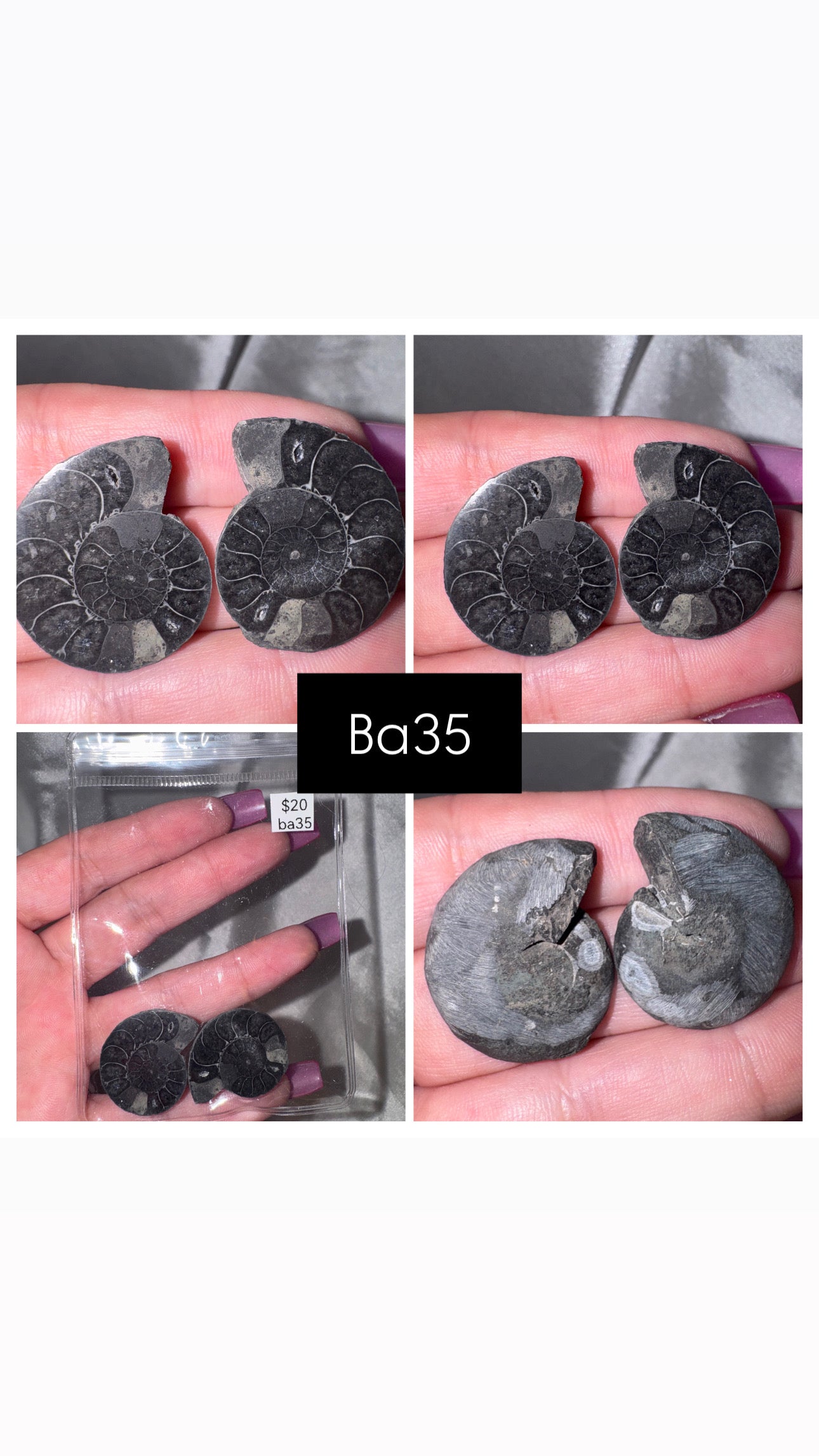Black Ammonite Rare