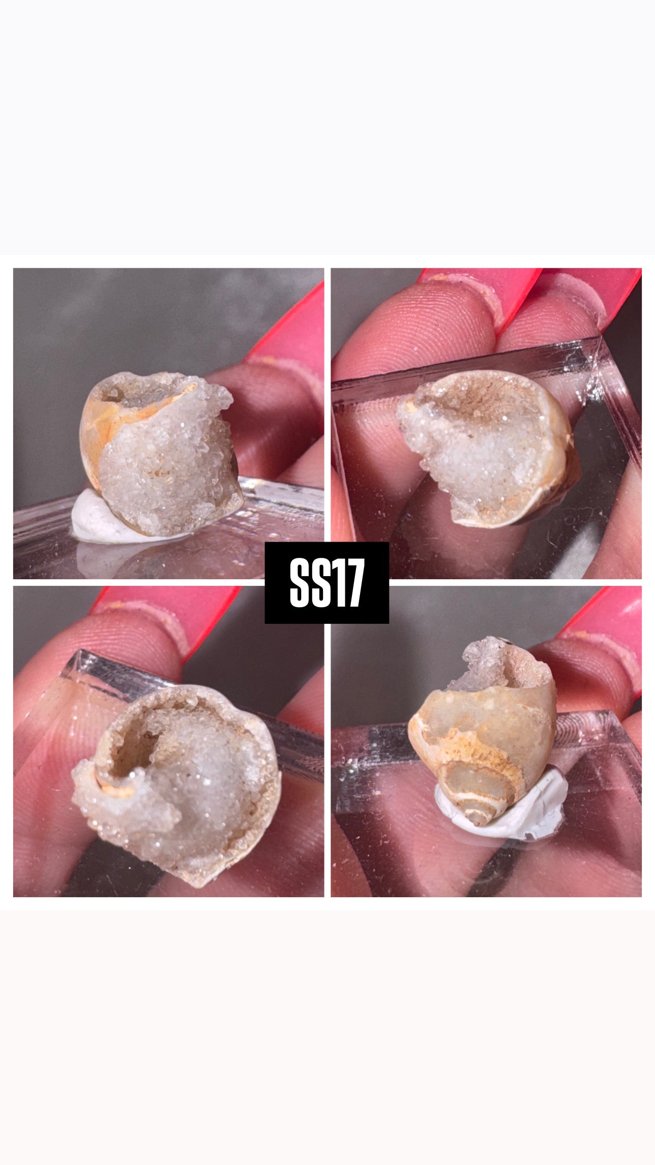 Druzy Fossilized Spiralite Quartz Shell Specimen