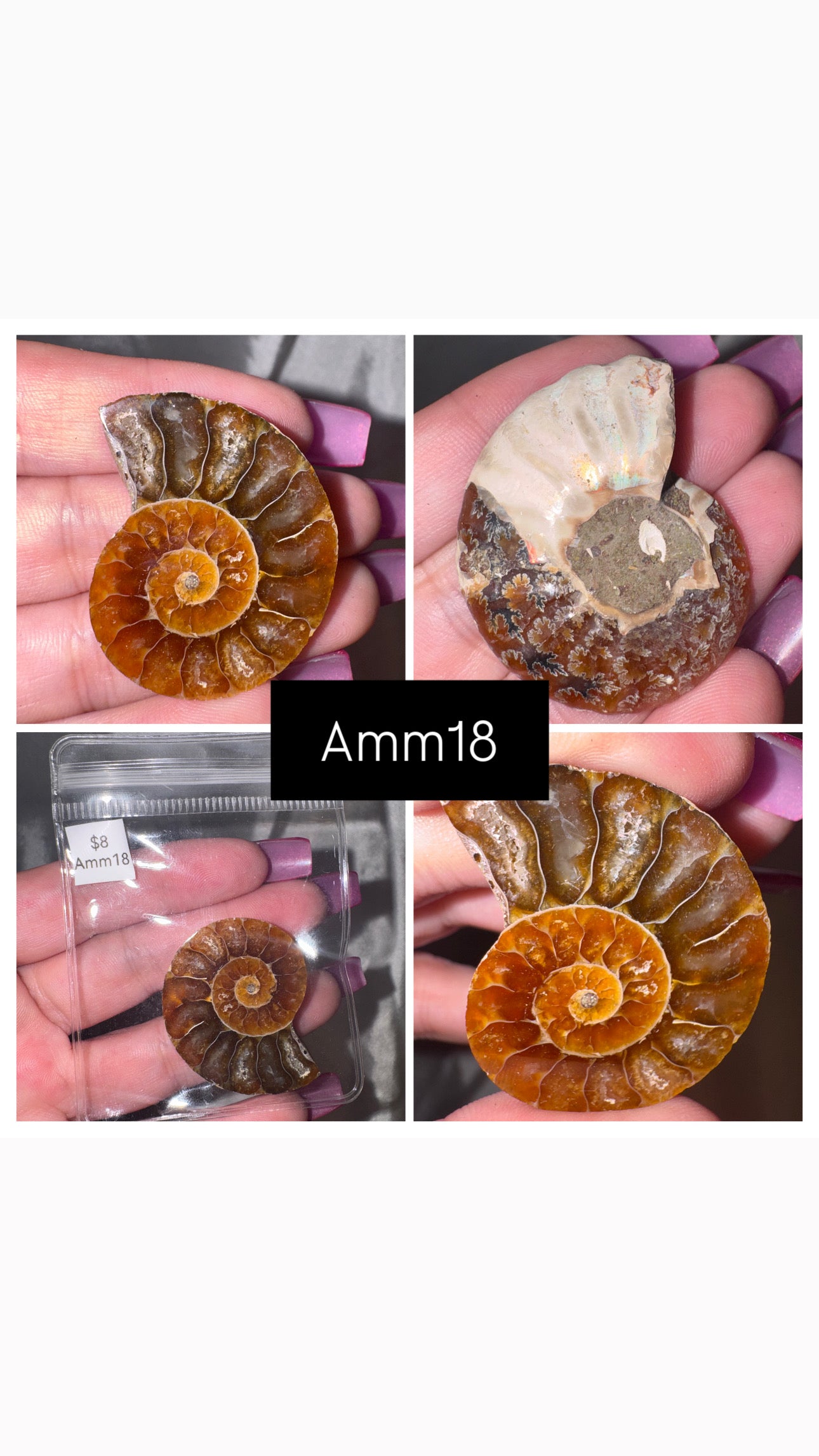 Ammonite Half