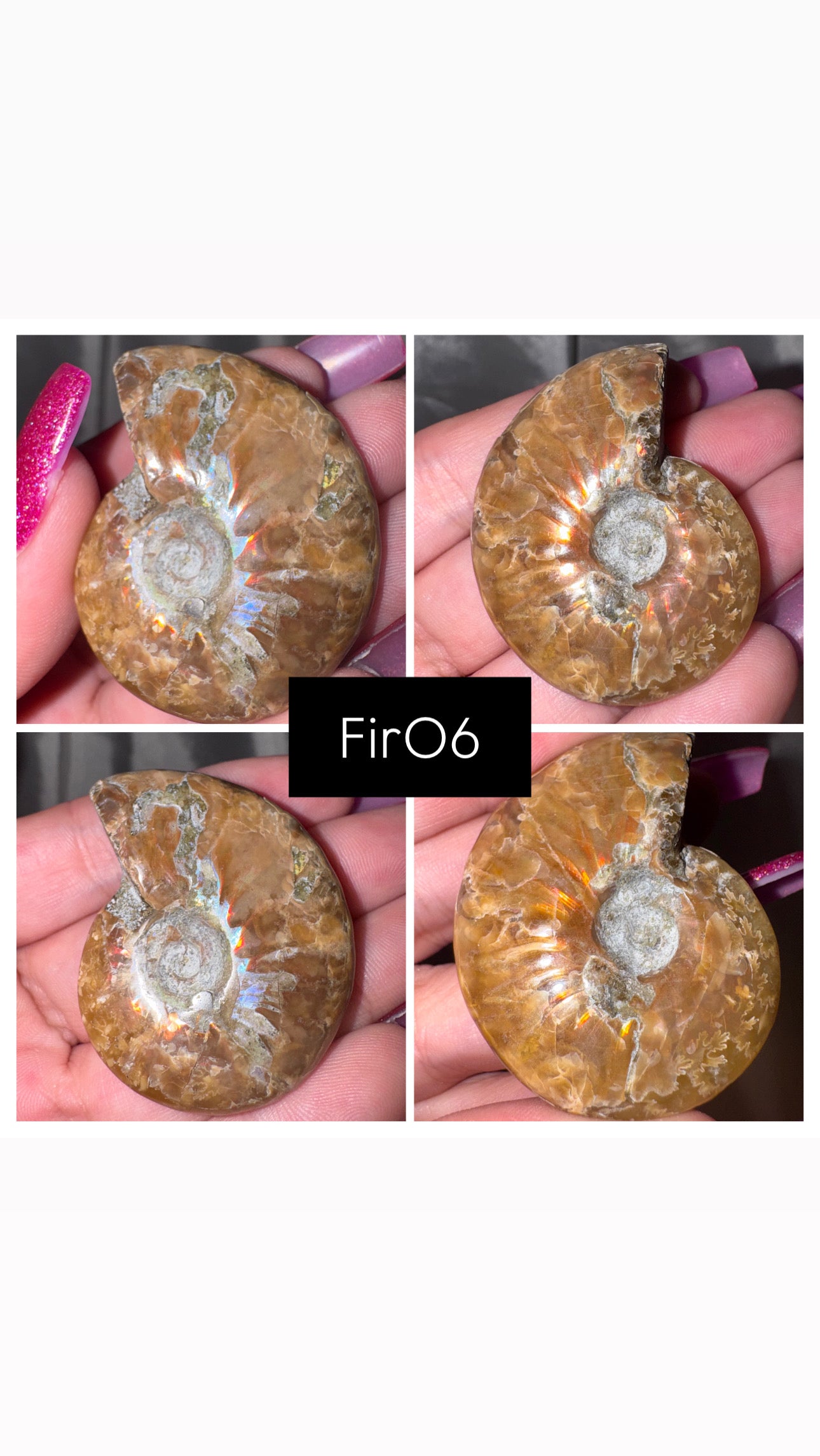 Fire Ammonite