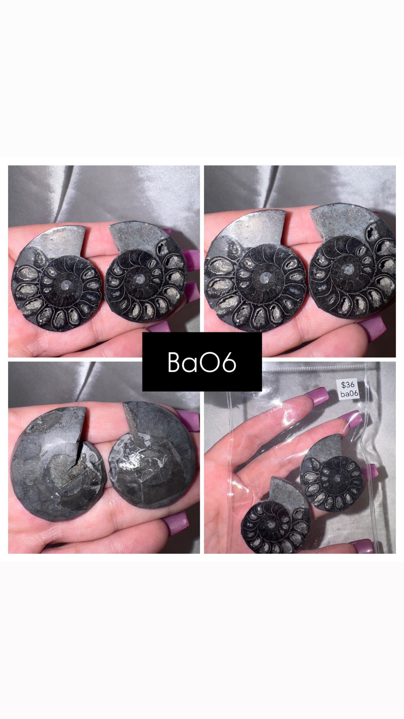 Black Ammonite Rare