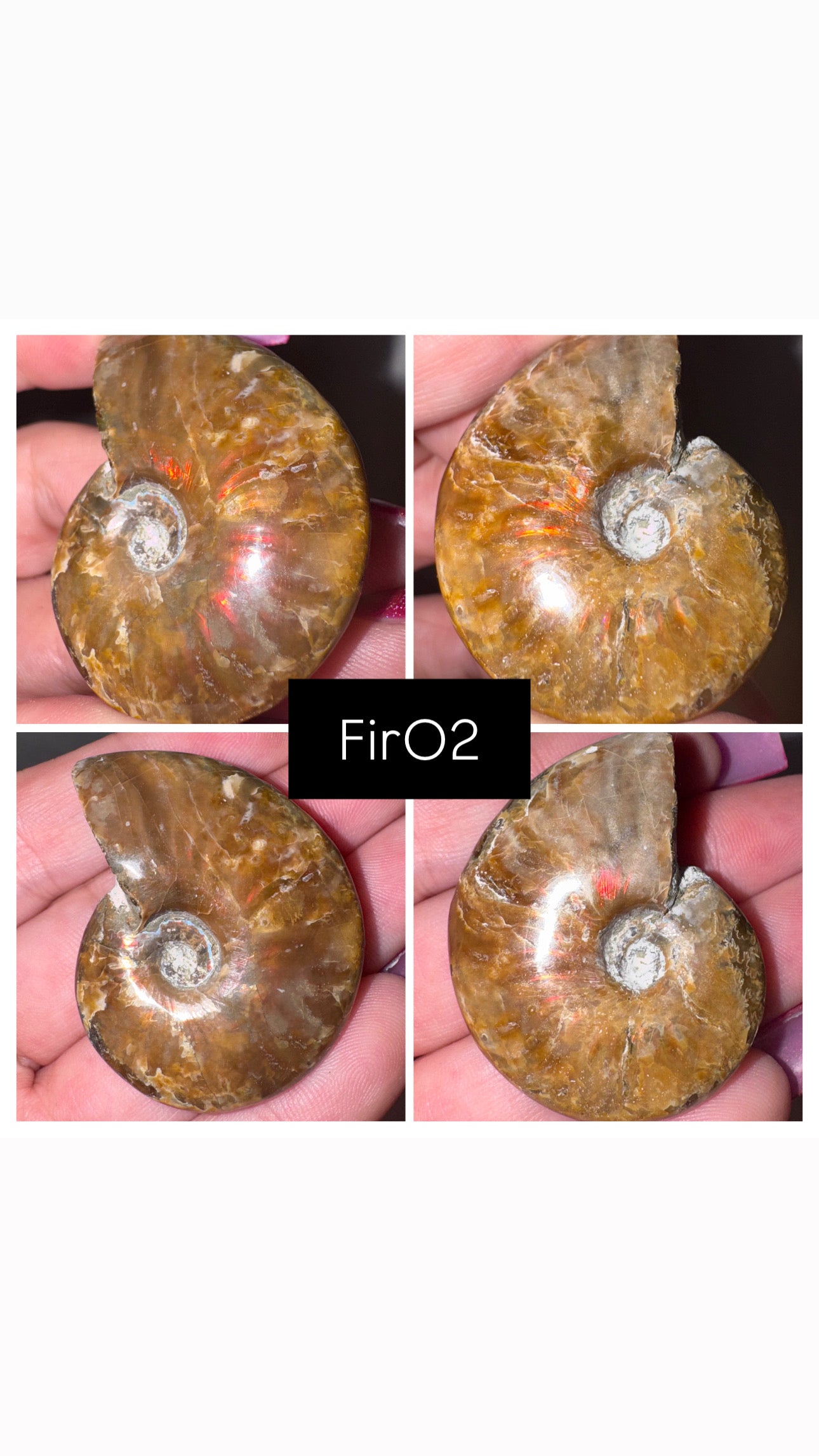 Fire Ammonite