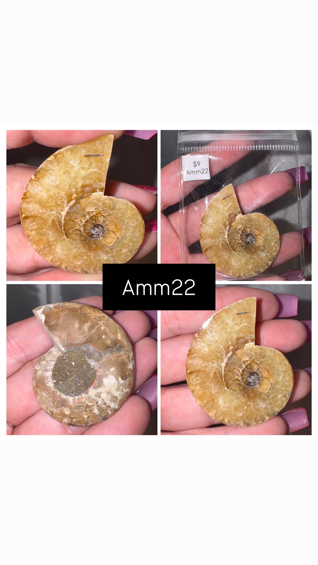 Ammonite Half