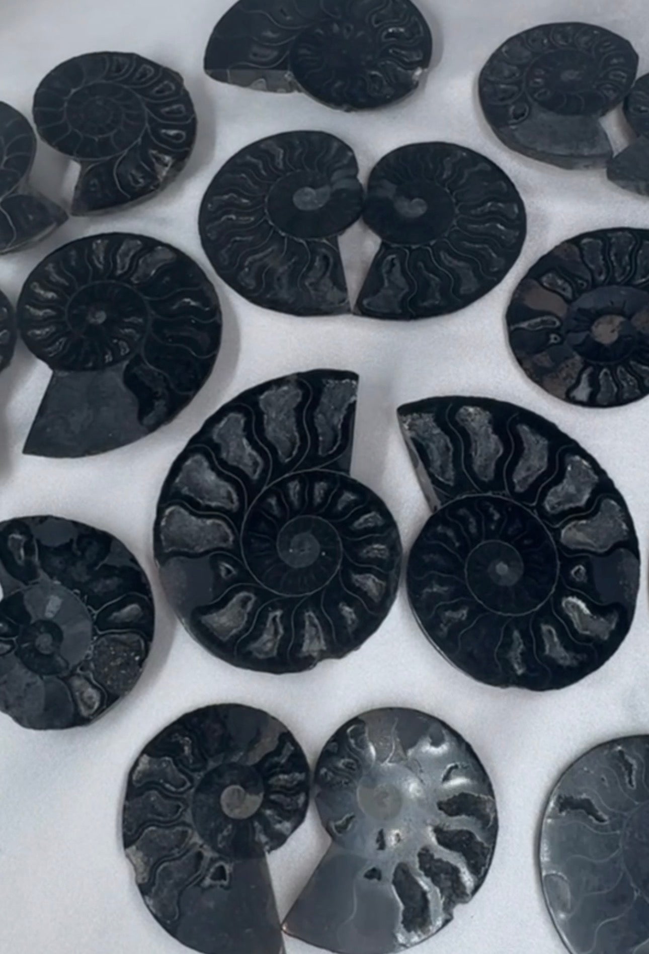 Black Ammonite Rare