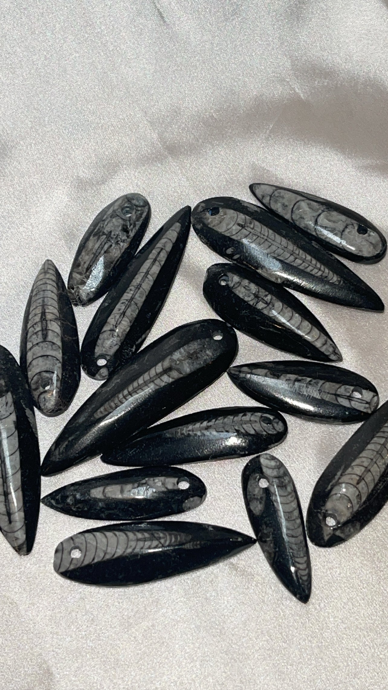 Orthocerra Fossil Drilled (Choose Your Own)