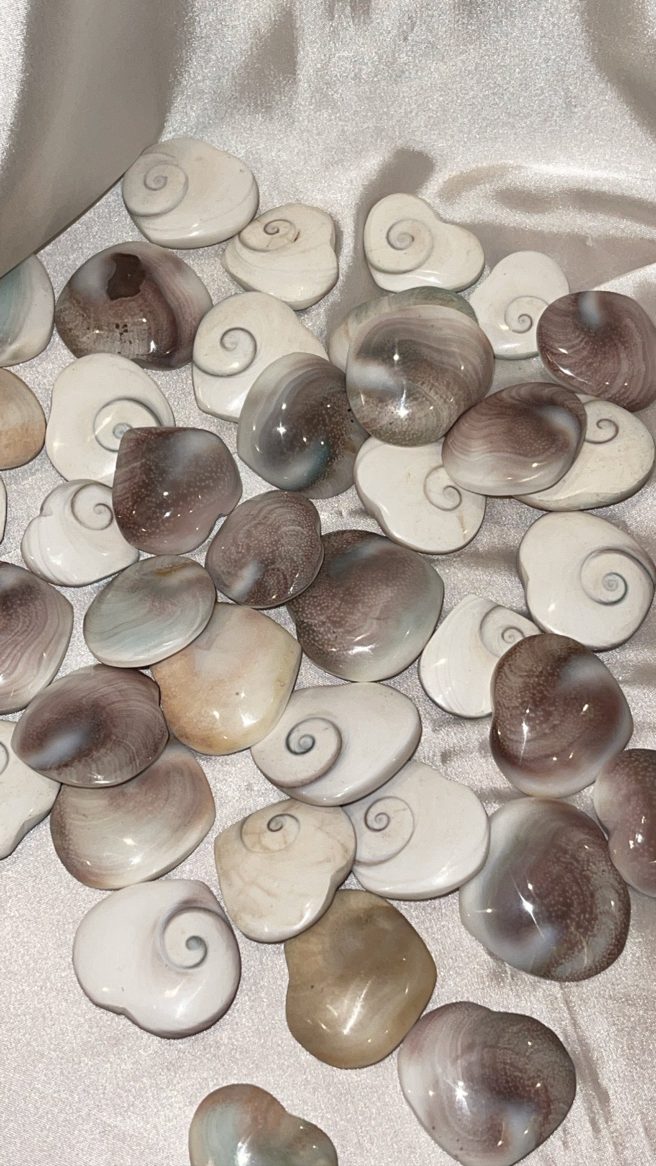 Shiva shell heart – TheLithiumLair