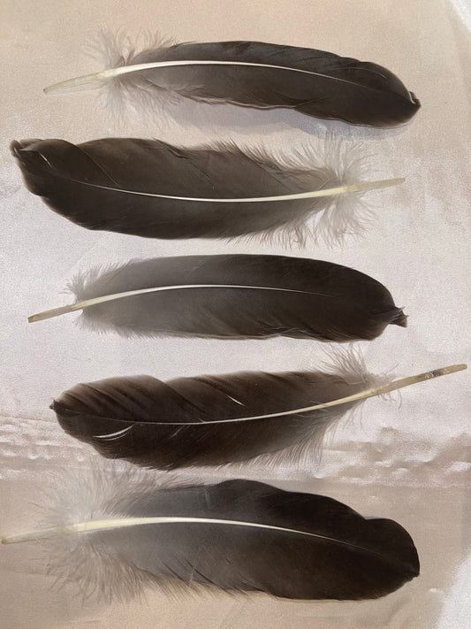Medium Smudge Feather