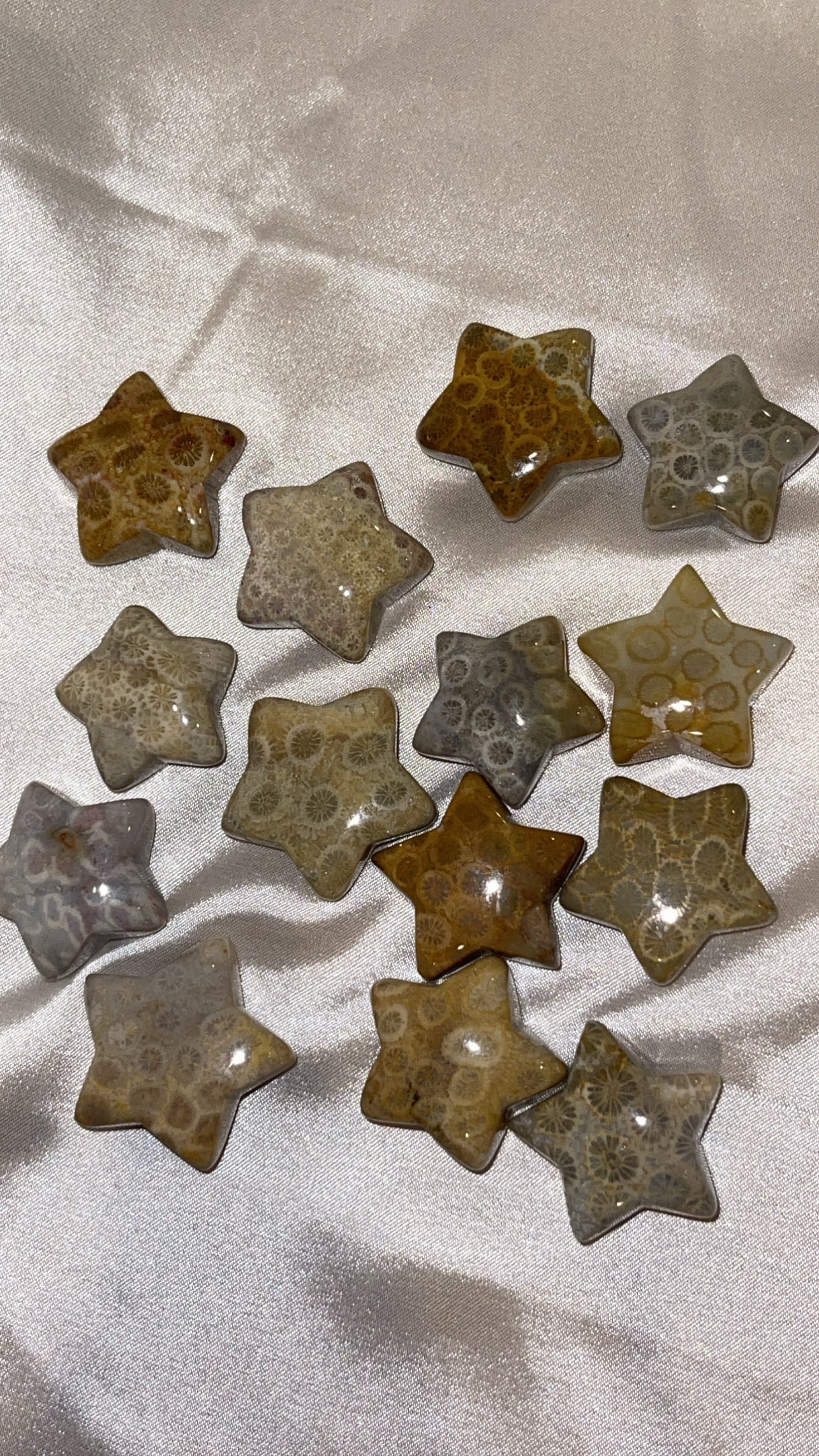 Coral Fossil Star