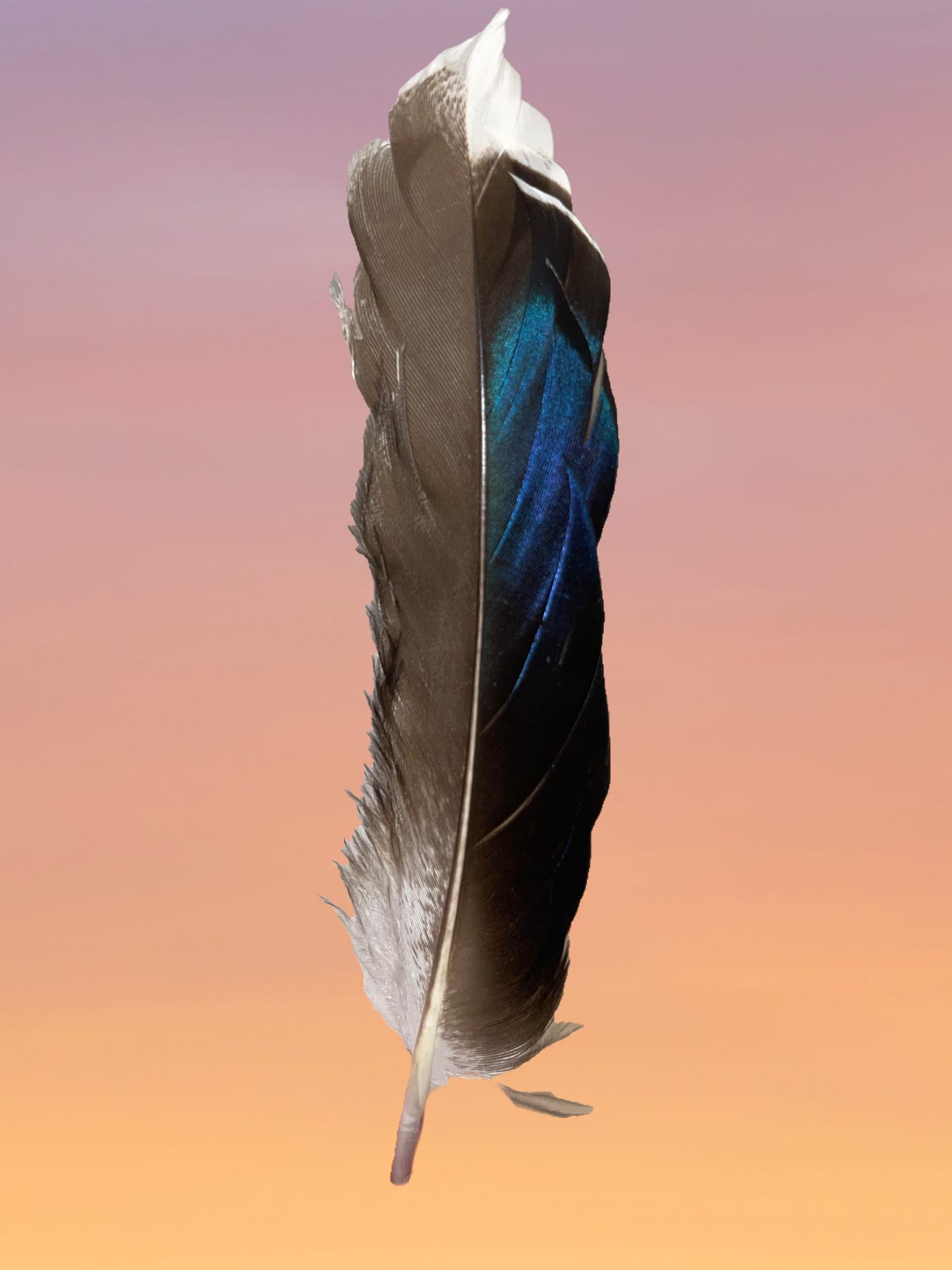 Small Iridescent Peacock Feather